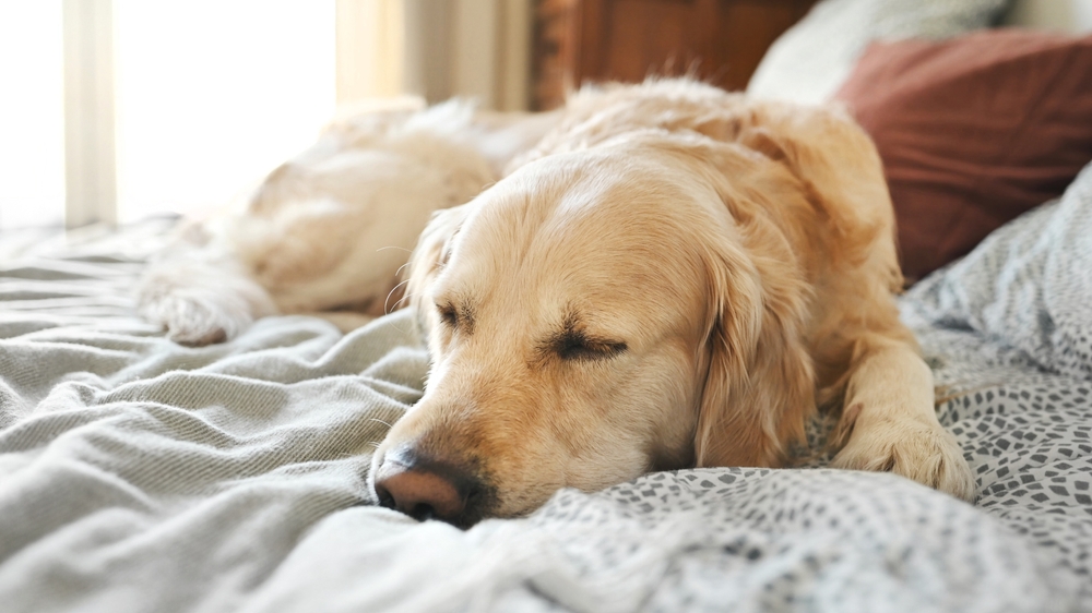 How to get pet hair out of bedding